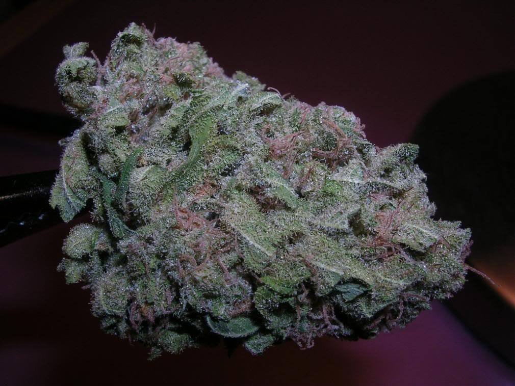 weedshop4200's tweet photo. Purple kush😍 all time favorite. https://t.co/quwKTzKclc