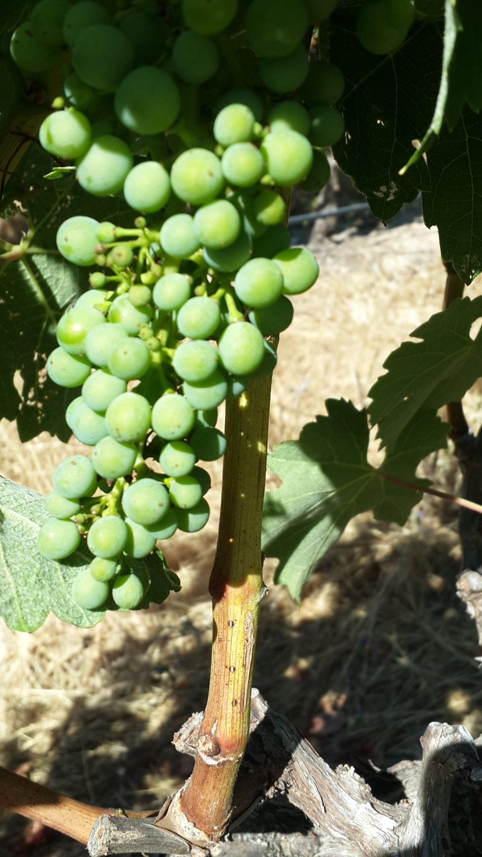 Canes lignify earlier in most varieties in Western Cape vines the last two years .....riper stalks and riper canes at harvest .. good thing?