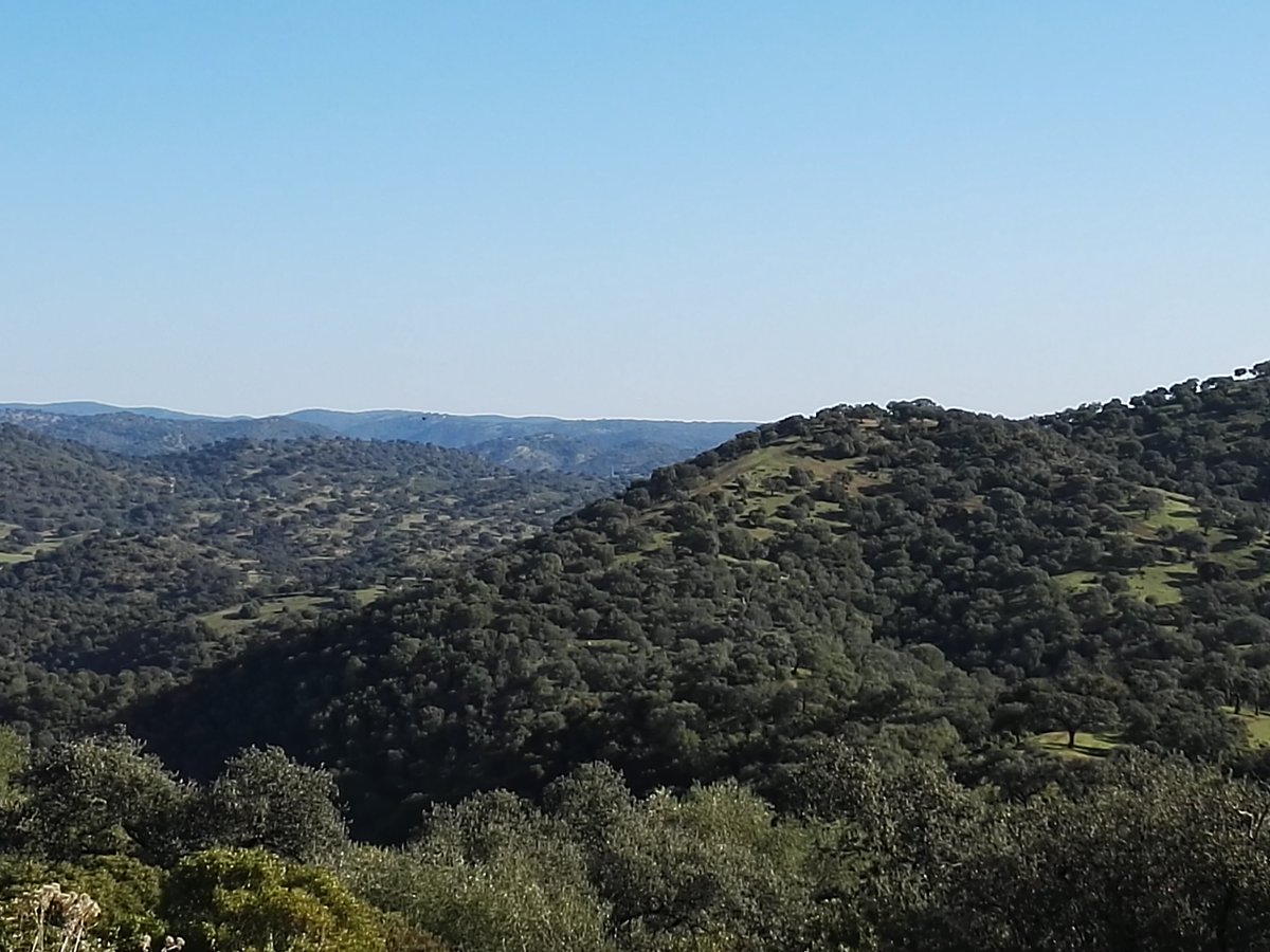 Grabando la montería de Zahurdillas, en Hornachuelos, con <a href="/C_Cordobesa/">Cinegética Cordobesa</a>  Puestos sensacionales. <a href="/PF_SL/">Pablo Fdez-Salguero</a>