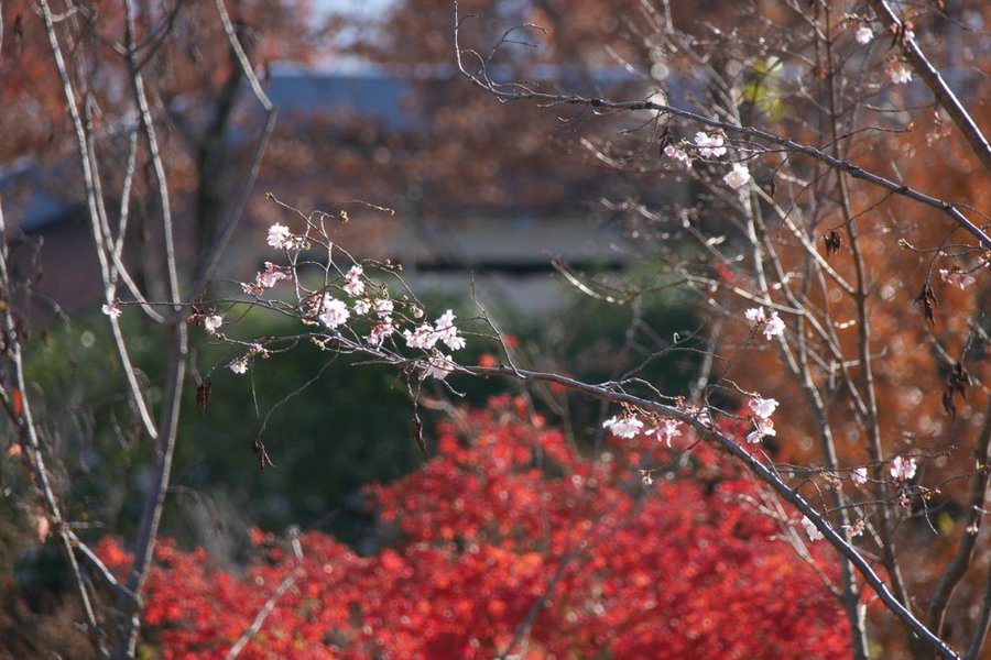 大阪城公園 紅葉17 混雑状況や現在の状況 画像や写真 ブログの情報 紅葉ガイド