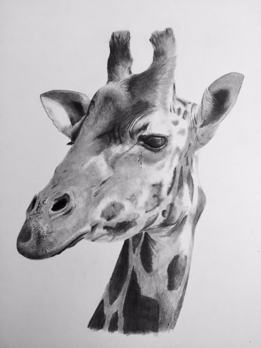 動物の絵のtwitterイラスト検索結果 動物の絵のtwitterイラスト検索結果