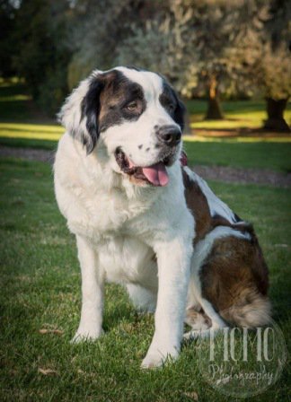 RescueBernard's tweet photo. They are grateful for the second chance they have been given and offer a lot of love #ReasonsToAdopt https://t.co/jDSIZqbXRA https://t.co/1Gxmfm36t4