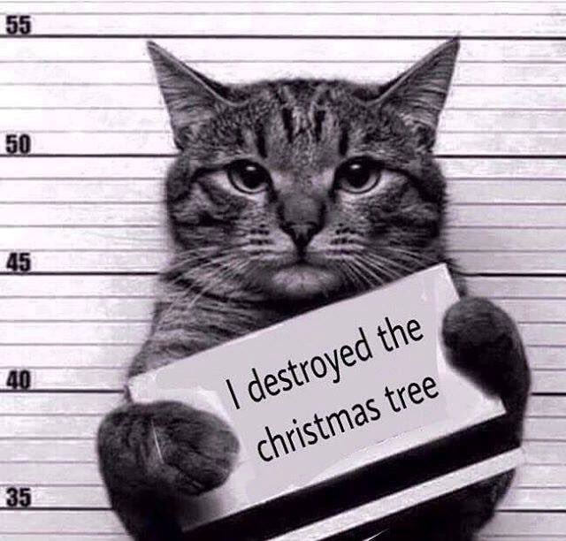 iPetStore_au's tweet photo. All to familiar if you have a cat and a Christmas tree!
#iPetStore #feline #cat #cats #bengal #russianblue #siamese #domesticshorthair https://t.co/KmHUNUpjtd