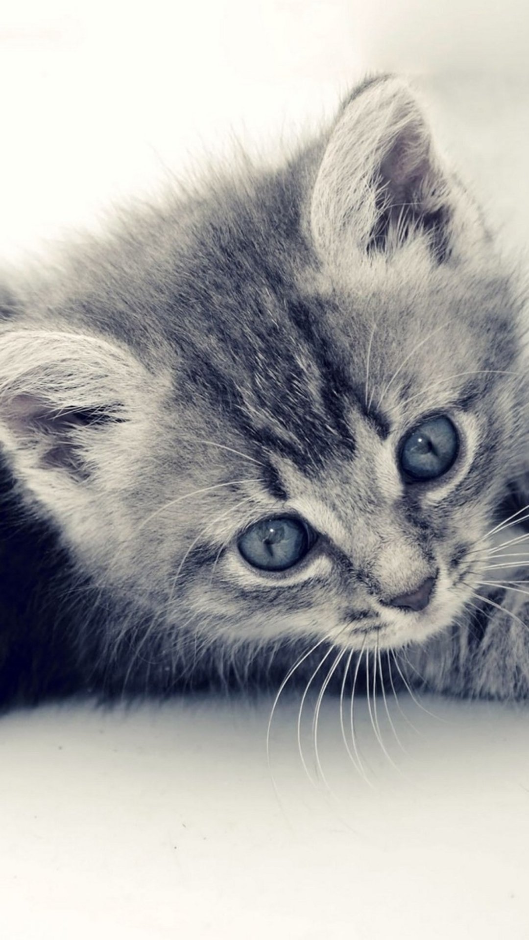 טוויטר 猫派の縦画 待ち受け画像 בטוויטר 1080x19pixel Iphone7 Plus対応 猫の待ち受け画像 猫の画像 猫画像 猫 ねこ ネコ 待ち受け 待受 Iphone7 Iphone7plus Rtお願いします T Co Axeoddjxve