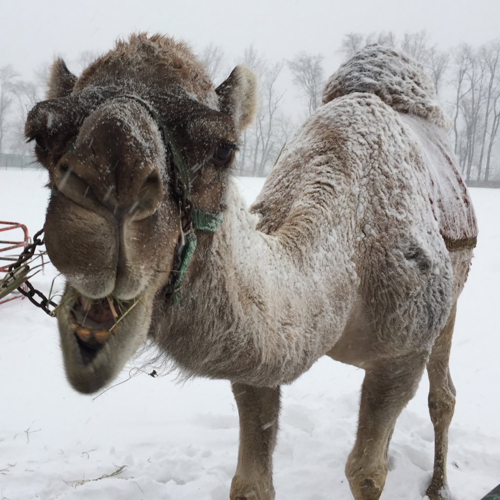 ClaybertCamel's tweet photo. .@ClayChurch Thanks for inviting me to #bethlehemmarketplace again! Love the addition of snow this year! Nice touch-Now where's the coffee?? https://t.co/je04ieUgWU