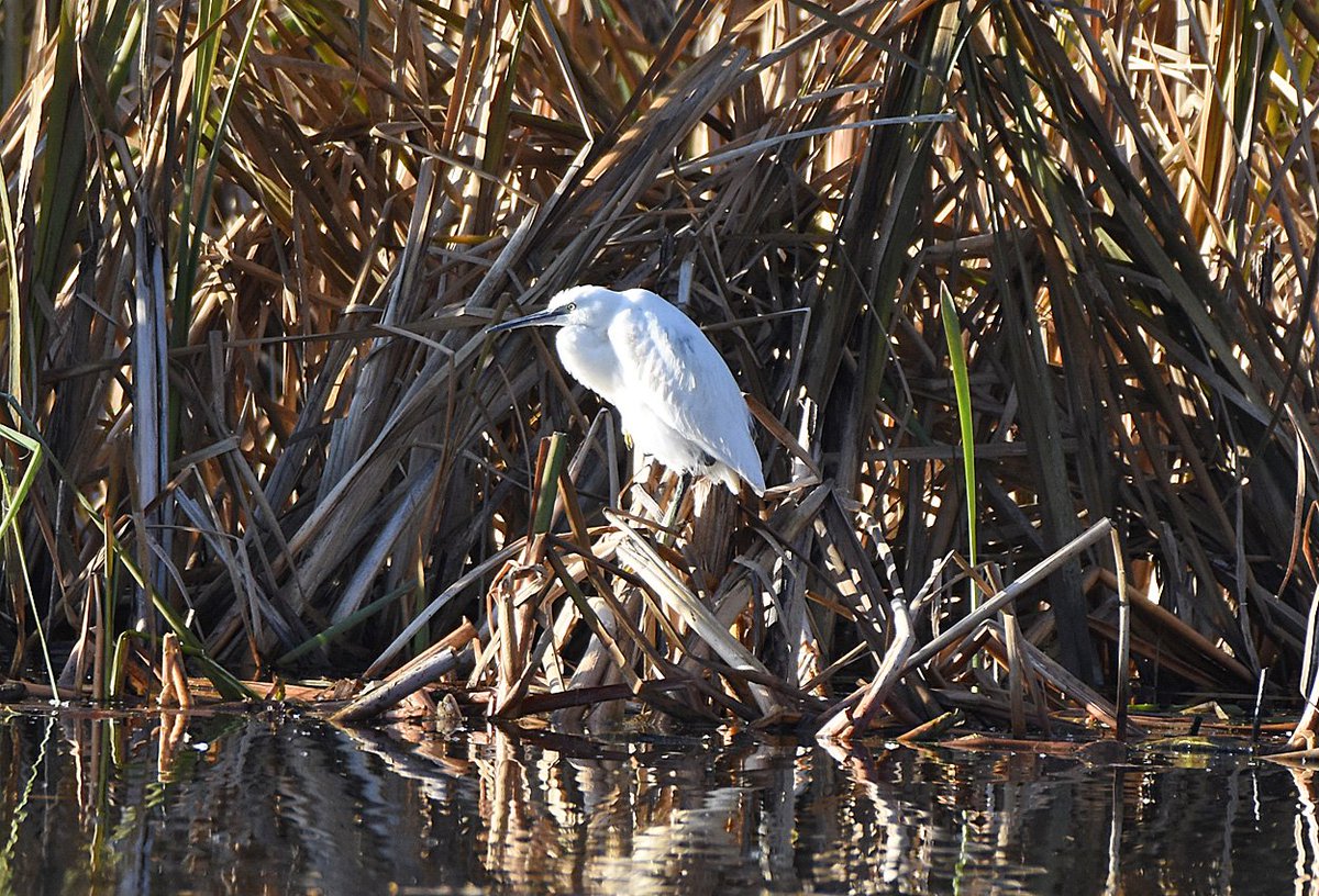 richardcannon's tweet photo. Quiet @Conningbrook this afternoon. Didn't see Great White, Little Egret, Heron &amp; GS Woodpecker Eco Lake. Didn't reach main lake. https://t.co/VpL78XKcTW