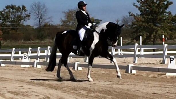 Freedofmovement's tweet photo. Brego looks so cute in his PJs #horsepjs https://t.co/NnjNFXGVtV