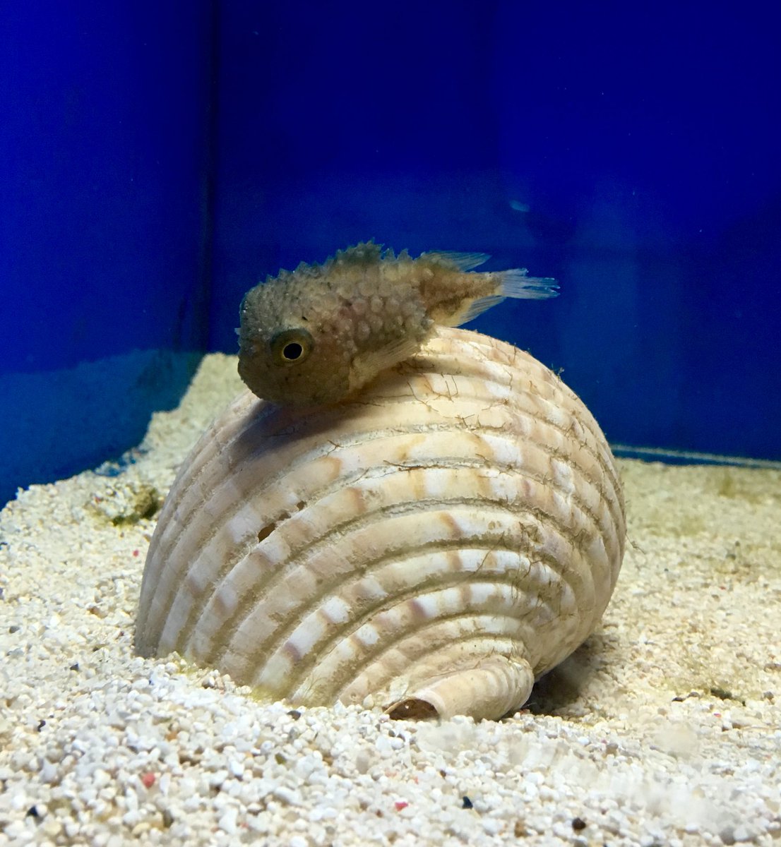 Yume Ceremony 最高でした 今日は行きたかった越前松島水族館へgo そして コンペイトウハウスへー 会いたかった日本海の深海魚 コンペイトウくん Ye 8 E かわいかったなぁ カエル館ににいた世界一綺麗な毒カエル