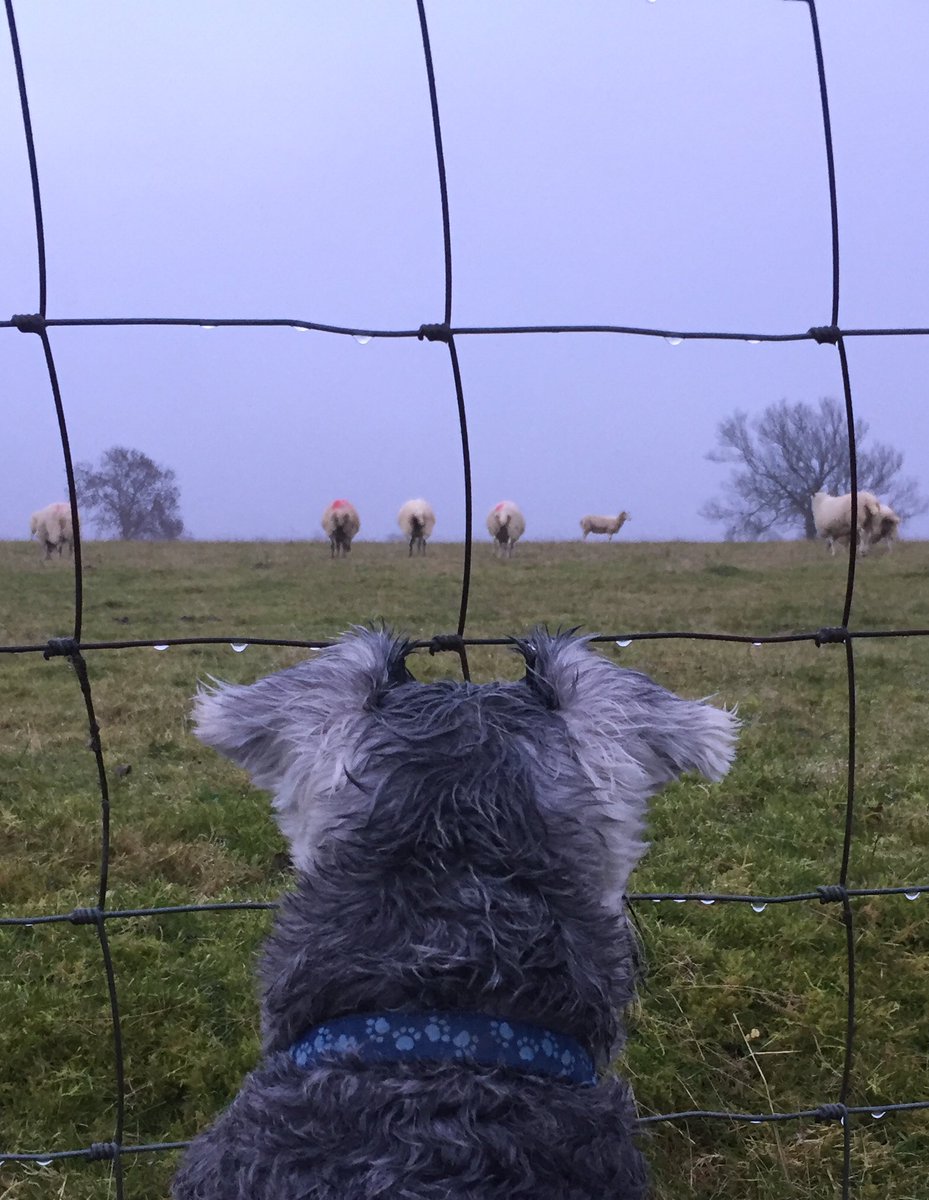 minialfiew's tweet photo. Enemy sighted... https://t.co/hgxdOofqrq