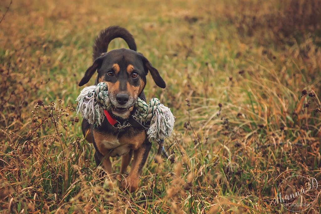 Bash available for adoption thru Pets Alive Niagara. #adoptme #rescuedog #houndmix #happydog #justwantslove #sweetboy #AdoptDontShop #dog