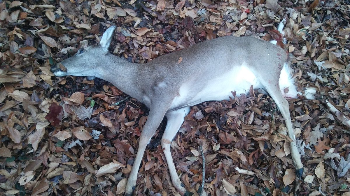 parrishjames927's tweet photo. @TeamSmoke_a_doe Alabama doe https://t.co/FG1LHs7lRJ