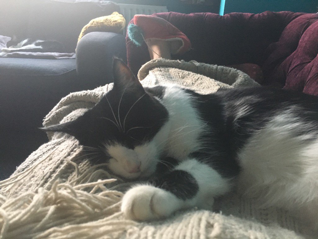 No better excuse for being lazy than being held hostage by a very sleepy cat!