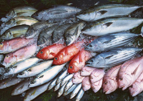YDHAceh's tweet photo. Nelayan Enggan Melaut, Harga Ikan di Meulaboh Melonjak Tinggi https://t.co/E5pNUu90cR https://t.co/6vF5Ue9G7i