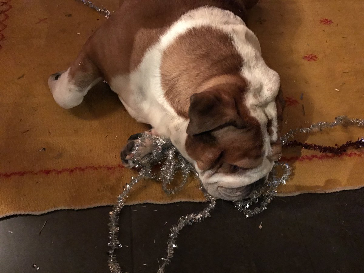 Monamphi's tweet photo. #InstantJeff
Miam ! Notre bouledogue préféré trouve apparemment délicieuses les décorations de #Noël... 🎄 https://t.co/euUMJdGei7