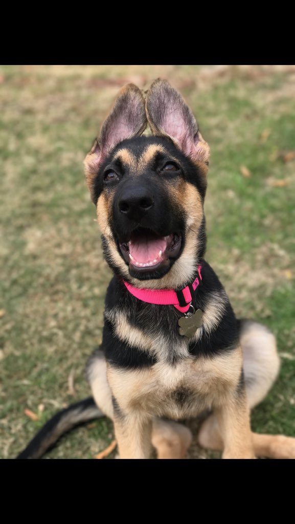 Tomas_V1's tweet photo. @BestOfShepherds #Athena https://t.co/D0das9ItQA