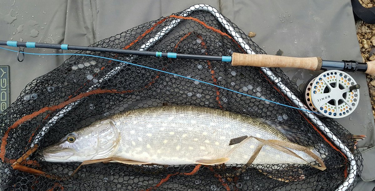 johnmacrose's tweet photo. Mini-match #FlyFishingForPike with #OxfordPAC (bait fishers) at #LinearFisheries 
Caught three and won! #EveryFishCounts https://t.co/sgi9oOafhl