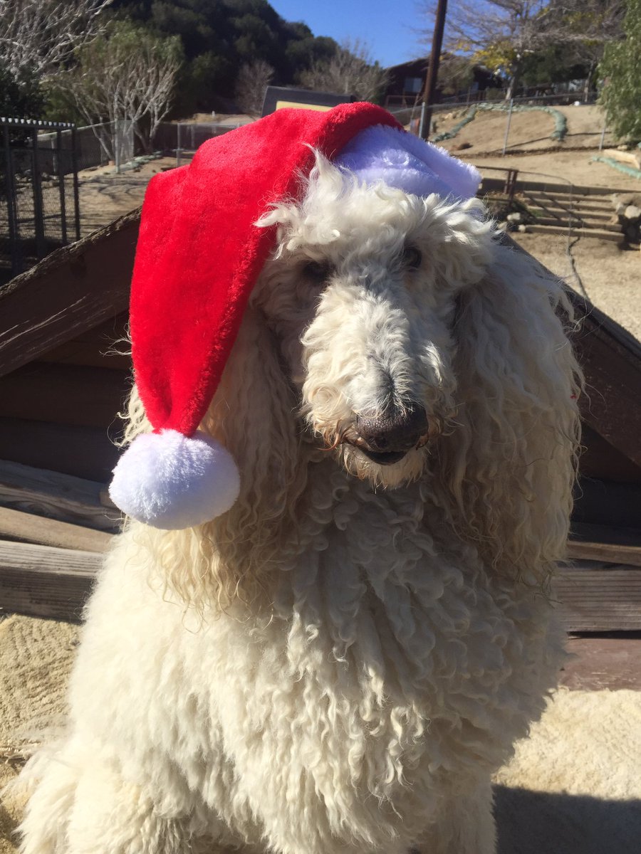 Paws For Effect tweet media