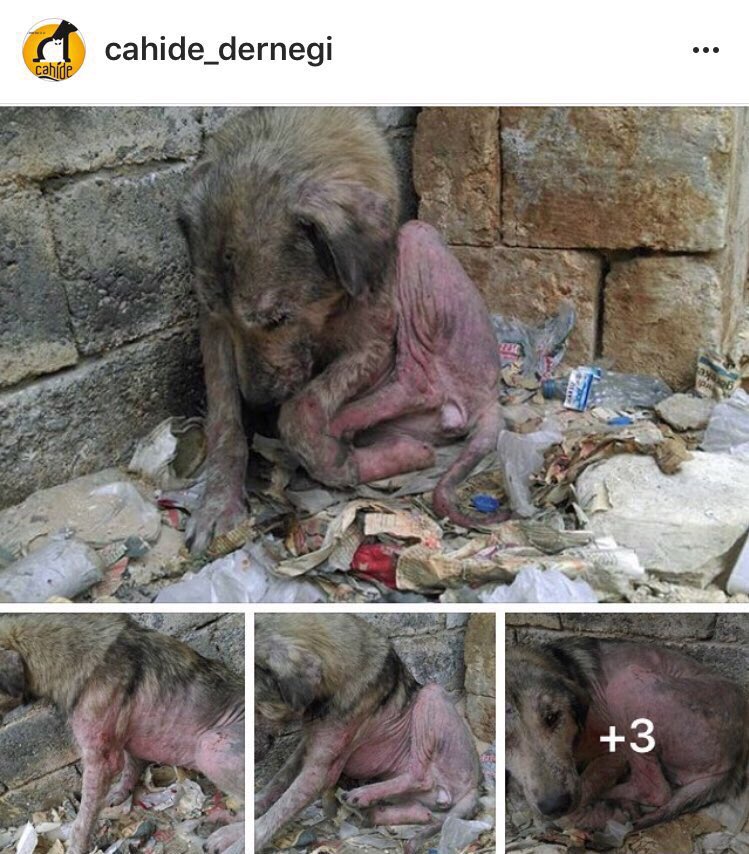 Derisinde tüy kalmamış,durumundan utanıp bir harabeye sığınan canı tedaviye aldık.İyi beslenmesi gerek.Mama desteğinde bulunur musunuz ?😔