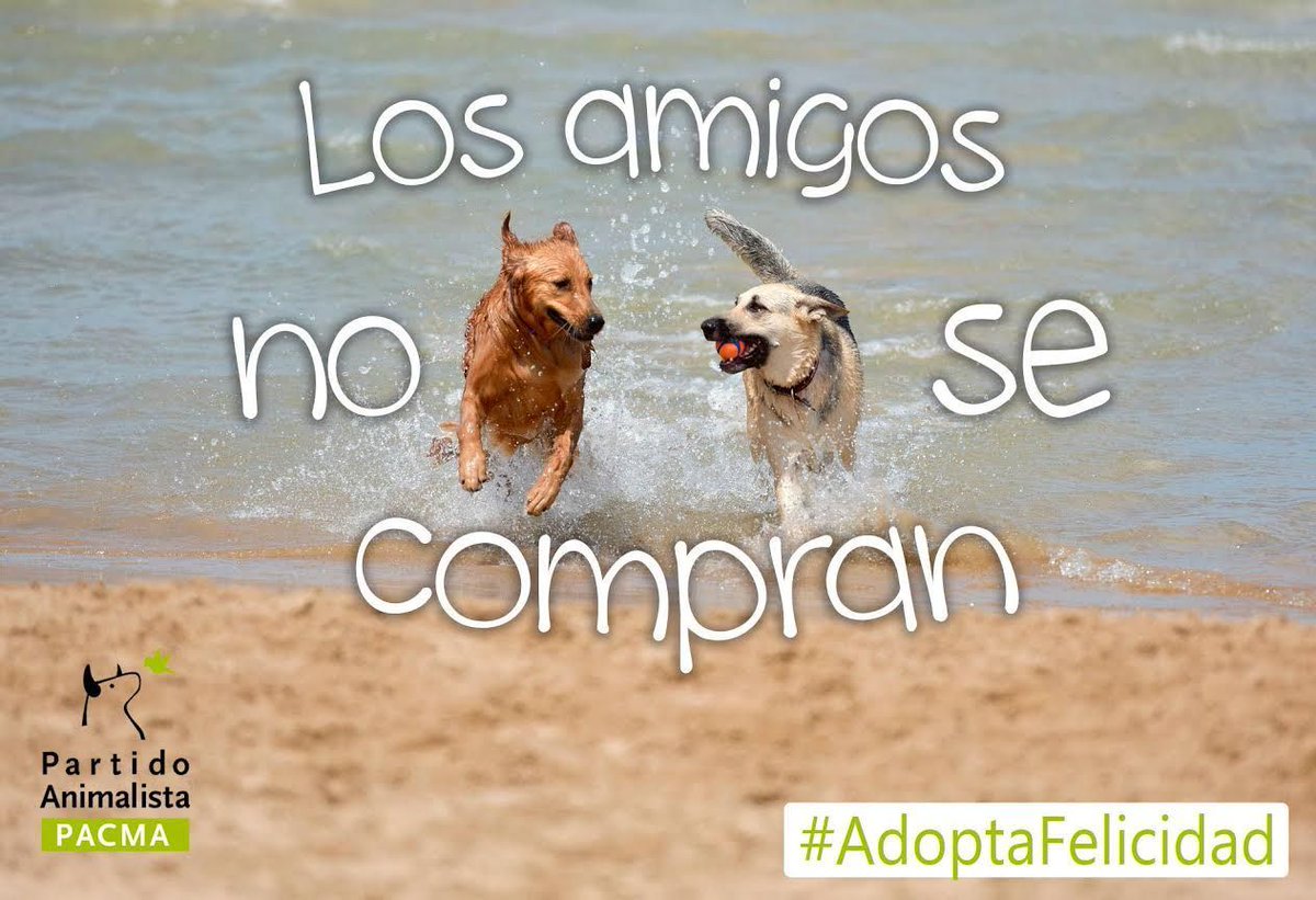 PartidoPACMA's tweet photo. #AdoptaFelicidad https://t.co/skUFsvD4T7