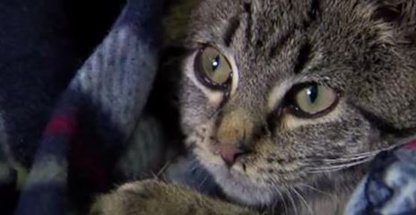 Ohio: Animal control rescues pets from cold bit.ly/2h0z1FV https://t.co/aiTwqOteLu