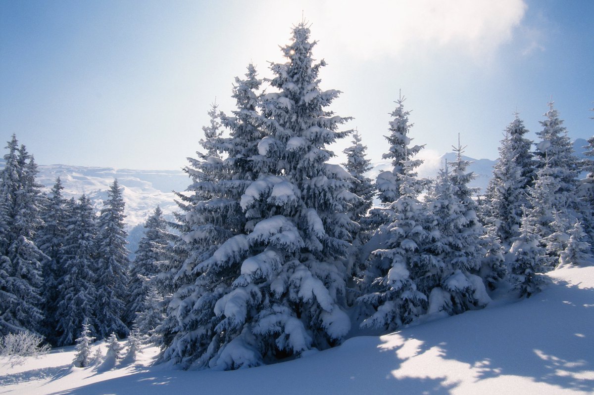 LLBean's tweet photo. Gifts don't just go under trees. They are the trees. #BeyondThePresent https://t.co/N5Uvzn8nbz