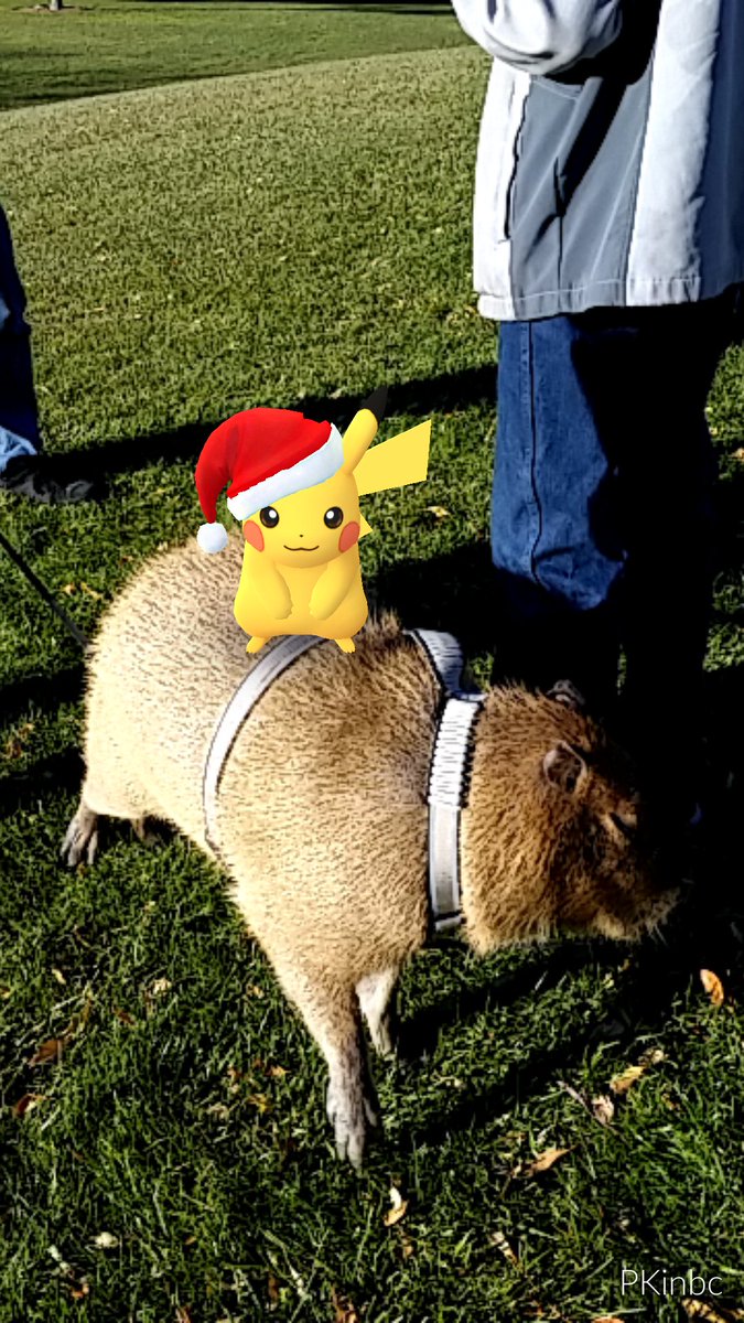 PatKlinger's tweet photo. #HolidayPikachu meets a Capybara at local park @PokemonGoApp #PokemonGO https://t.co/UShvwyVcJf