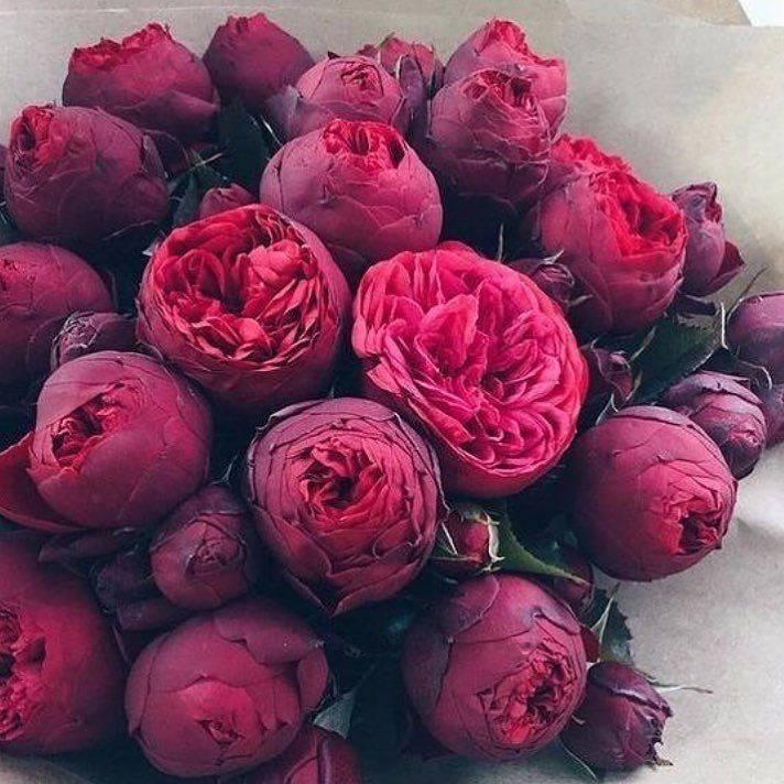Blooming 🙌🏼 https://t.co/pHj4MbcuTq