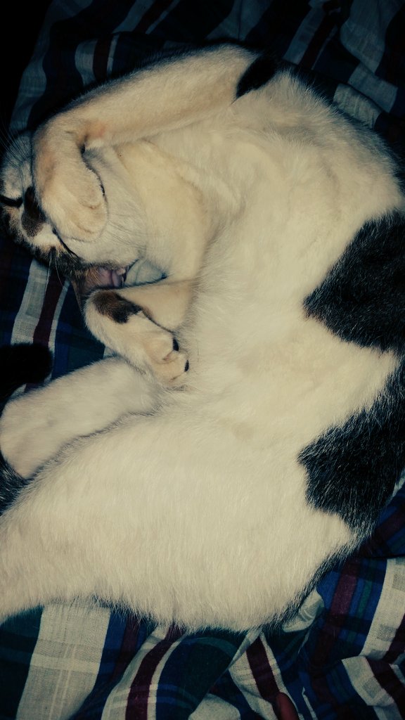 azeeza_lucky's tweet photo. Bedtime. zzZ https://t.co/n2mGjREndg