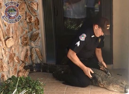 Stolen alligator found wandering in home's front yard bit.ly/2hgdcOx https://t.co/7gRpIOx5Sc