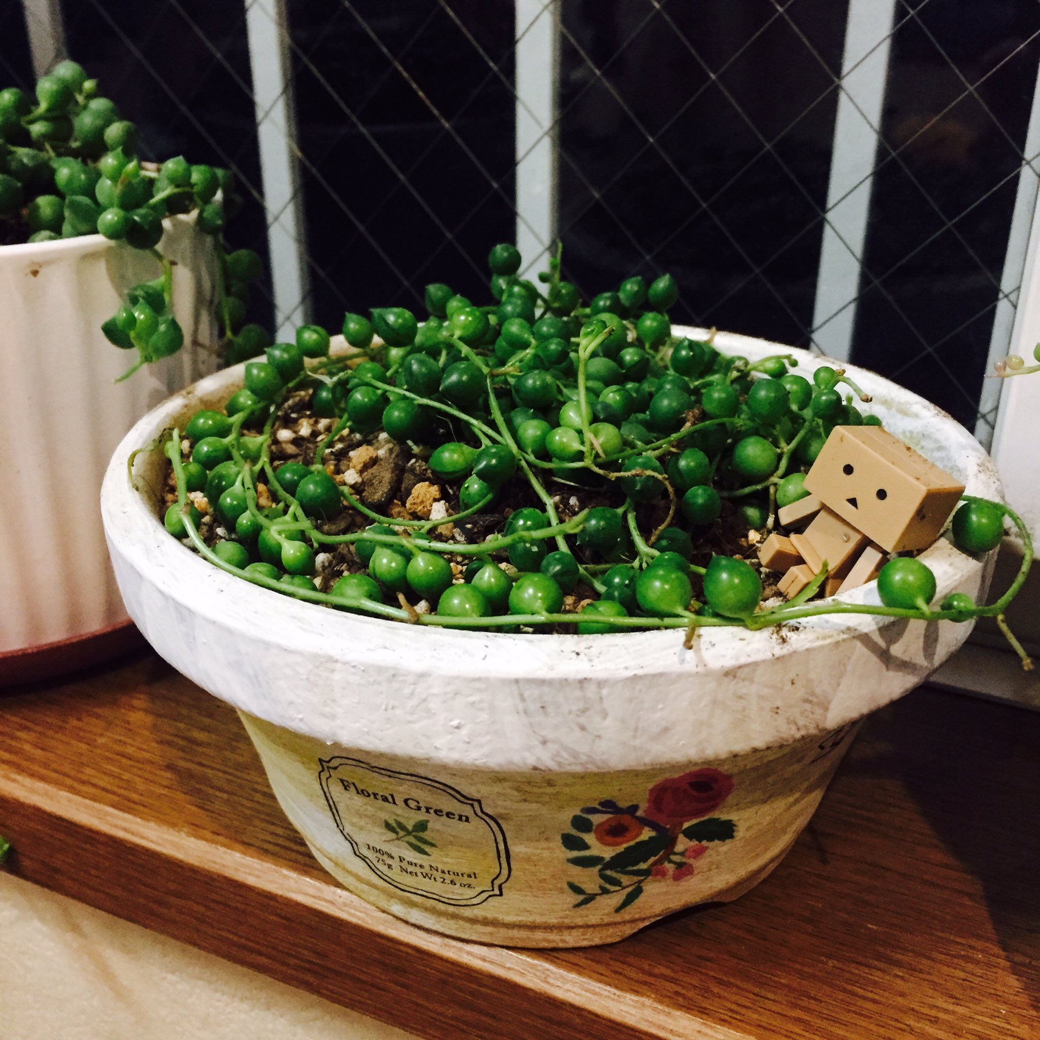 ぽぽ リメ鉢にグリーンネックレスとダンボー乗せました セリアの転写シール いいですね T Co Q1zualjgup Twitter ぽぽ リメ鉢にグリーンネックレスとダンボー乗せました セリアの転写シール いいですね T Co Q1zualjgup Twitter