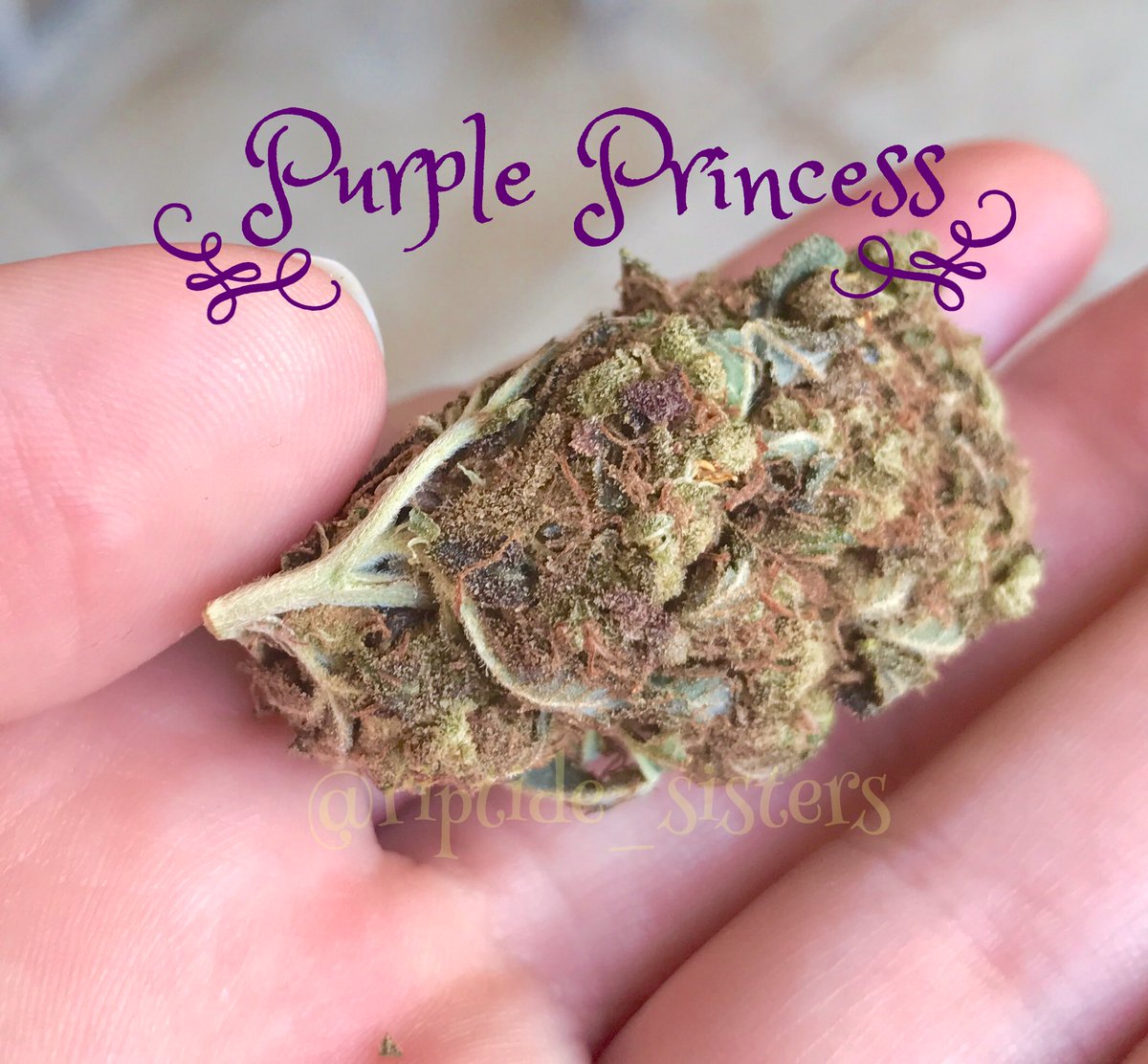 riptide_sisters's tweet image. Picked up this beauty tonight. Very tasty, very pungent.-A #wheresmycrown #purpleprincess #staylifted #blazed #stonergirl #stoner