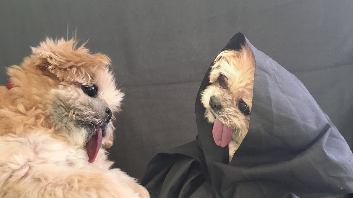 MarnieTheDog's tweet photo. Me: If I do a trick I'll get a snack

Also me: Don't do it bc ur gonna get snax no matter what https://t.co/ZG9LrjG1Zj