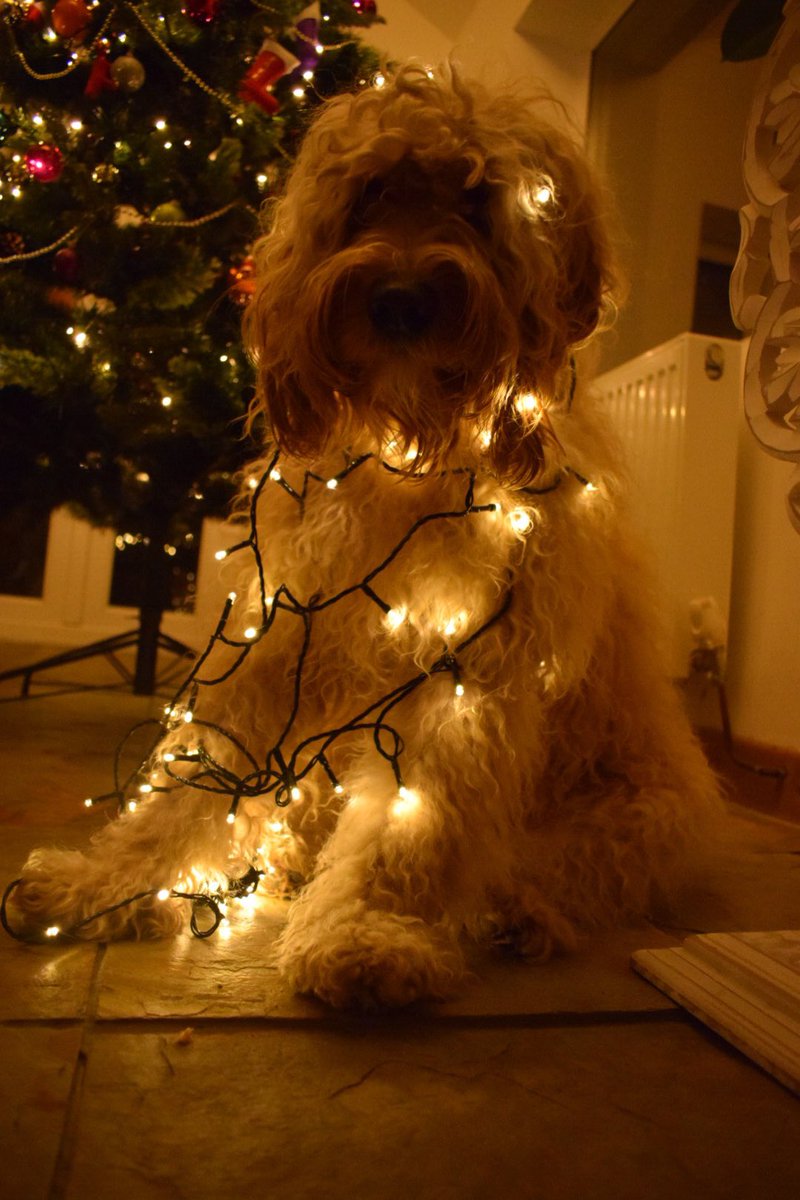 tedoodledoo's tweet photo. Put up the #ChristmasTree for the first time...I think I got a bit tangled! https://t.co/CRJ8dQ8ENN