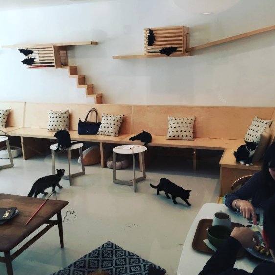 Coffee and kitties! Find 'em both at @KitTea_SF in Hayes Valley!