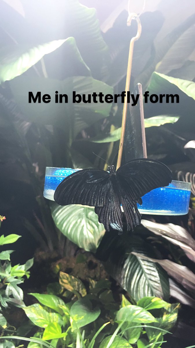 letyy's tweet photo. #gothbutterfly https://t.co/J3T0uBZ6PG