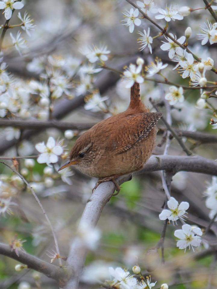 FoTHCP's tweet photo. The wild #birds of @FoTHCP #PlanetEarth2 #Cities #London almost 100 species recorded #FireCrest, #SparrowHawk &amp; #LongTailedTit #citylife https://t.co/K0SL6Hfo5W
