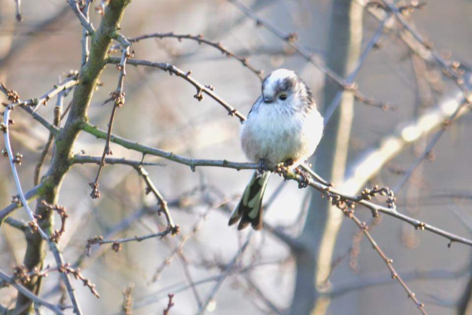 FoTHCP's tweet photo. The wild #birds of @FoTHCP #PlanetEarth2 #Cities #London almost 100 species recorded #FireCrest, #SparrowHawk &amp; #LongTailedTit #citylife https://t.co/K0SL6Hfo5W