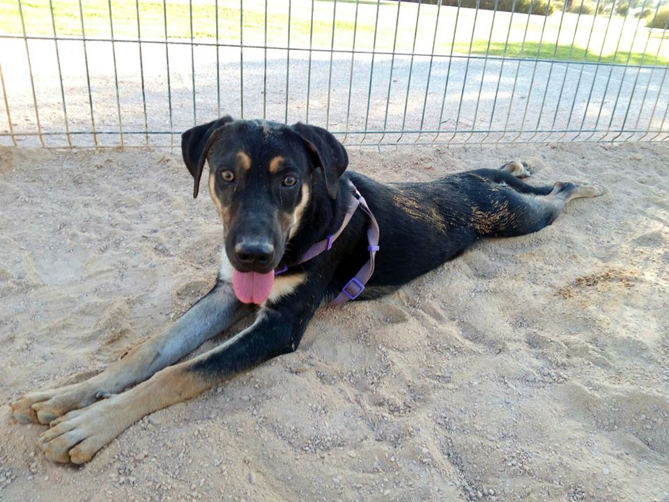AspacCastellon's tweet photo. Cooper busca un hogar. Si estás pensando en adoptar a un perro listo, cariñoso y súper sociable, te está esperando. 
https://t.co/SHYgQ0dZRe https://t.co/JiASfLTJUF