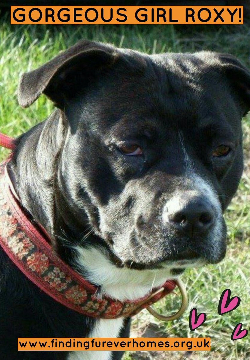 karen73984451's tweet photo. #sundayfunday #Gorgeous girlie #Rixy is ready &amp; waiting on a super duper home #Roxy @NWDogRescue https://t.co/qPDuHtZ7Va