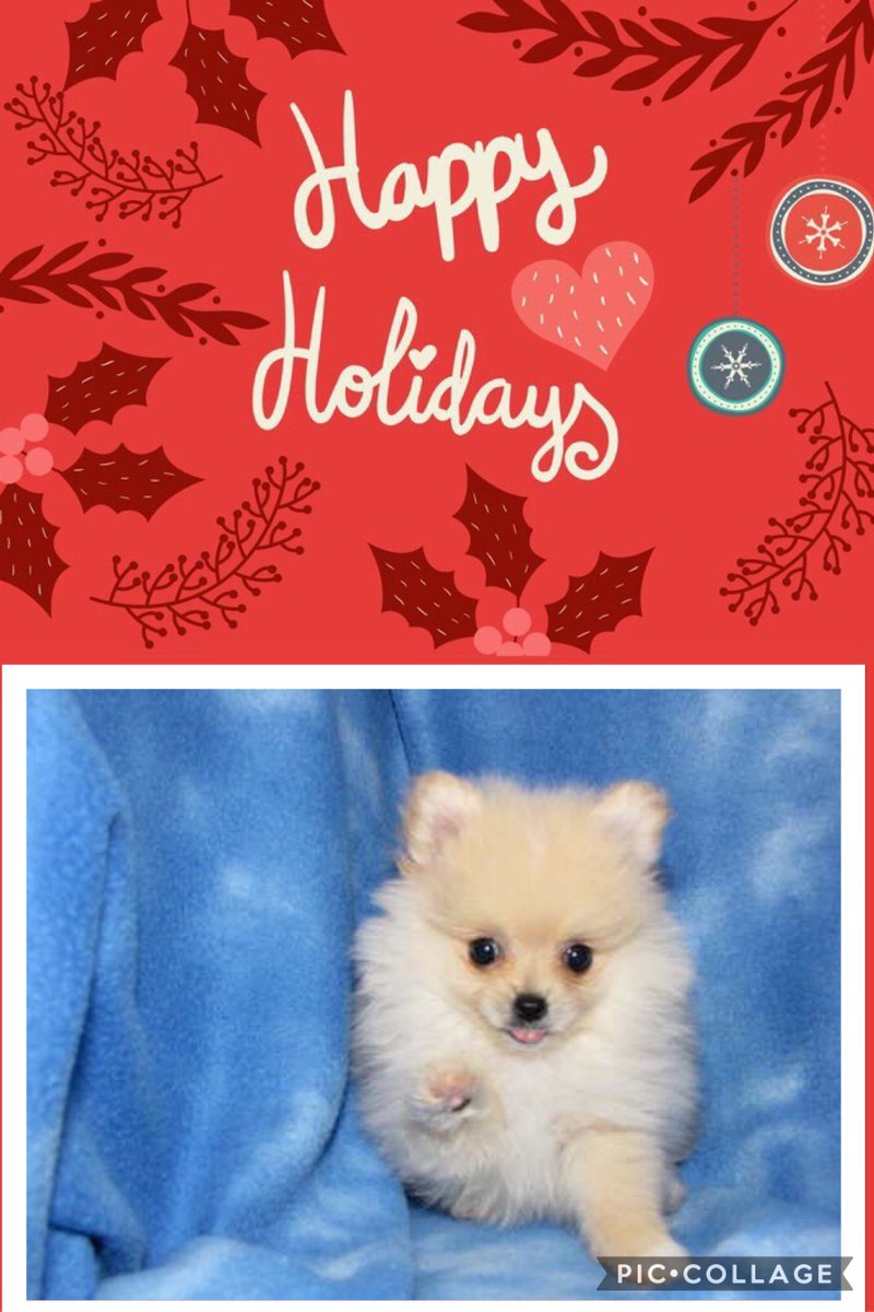 YorkiebabiesFL's tweet photo. #YORKIEBABIES https://t.co/K31zDvmqpc  #pomeranians #poms #pomeranian #puppies #puppy #teacuppuppy #tcuppom #dogs #dog #tiny #tinypom https://t.co/uMVqJl8EBU