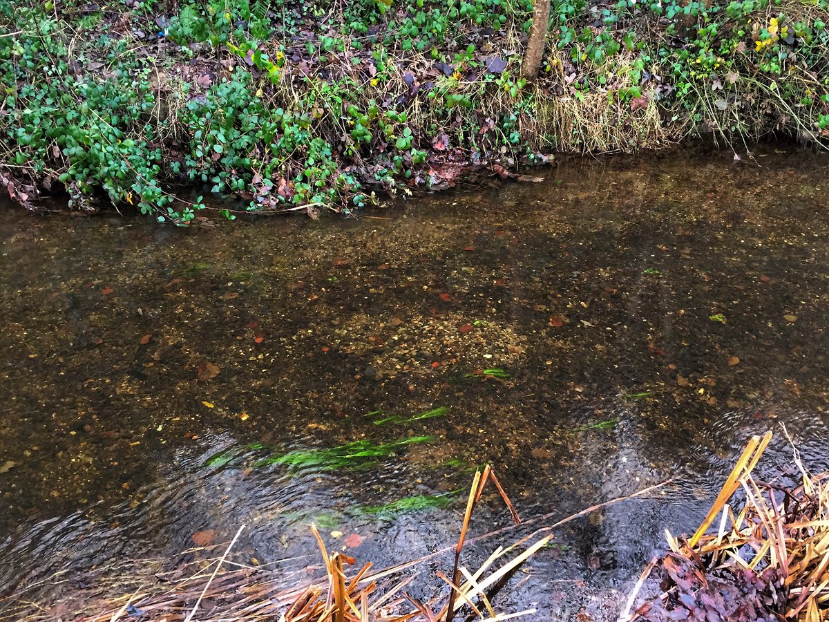 jbarry_fish's tweet photo. What does a fish biologist do on a day off in December ..... redd counts #spawningtime #trout https://t.co/e1nsU6luJS