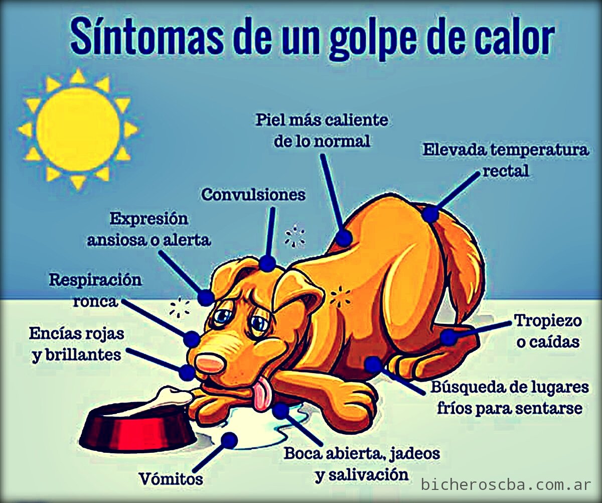 💦 🐶 cuida a tu perro del calor 🐶 💦 
#BuenDomingo