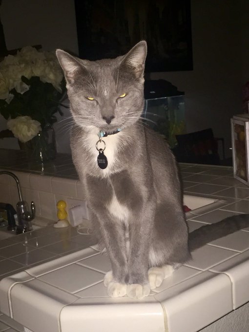 Dusty has been missing now 3 days😢😢I think someone took him cause he is collared &amp; microchipped &amp; can<a href="/tag/mvsales"class="tags"><span>#mvsales</span></a>