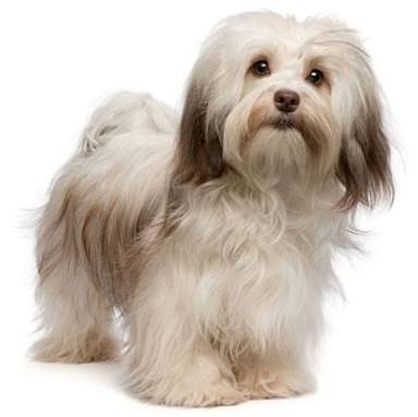 breedimperial's tweet photo. 💕🐕#havanese #dogs #puppies #smalldogbreed #smalldog #cuba #velcrodog #gentle #intelligent #companionable #breed9ja #doglovers #dogsoftwitter https://t.co/aX9LgRRHhy