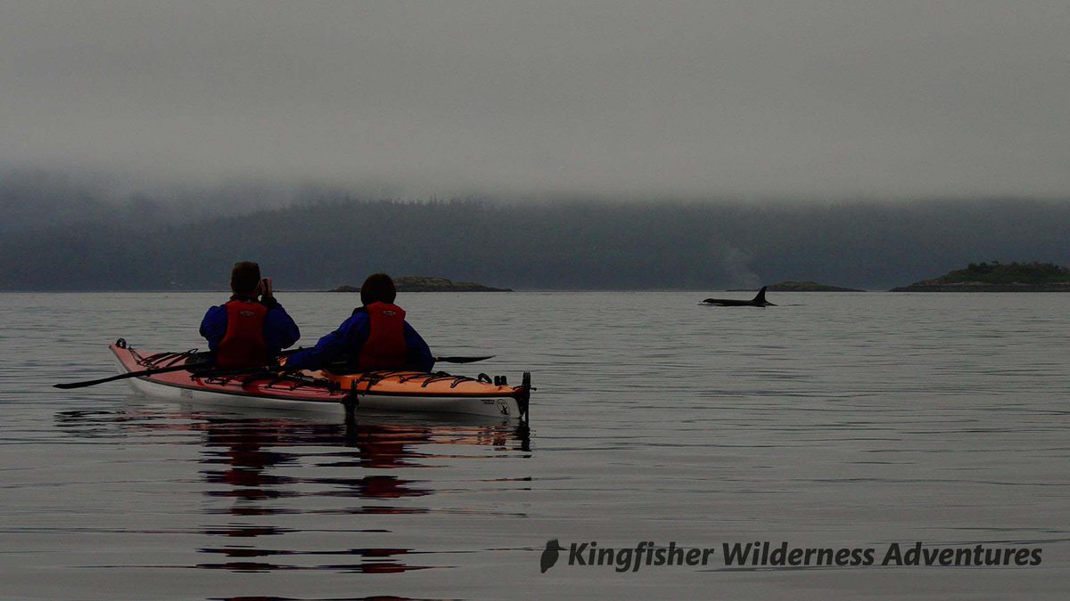 KayakWithWhales tweet picture