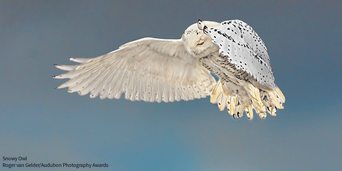 audubonsociety's tweet photo. Speak up for a strong @EPA—tell your U.S. Senators the next head of the EPA needs to protect birds and people: https://t.co/ddkn6nPo1N https://t.co/PKUidfr3Nw