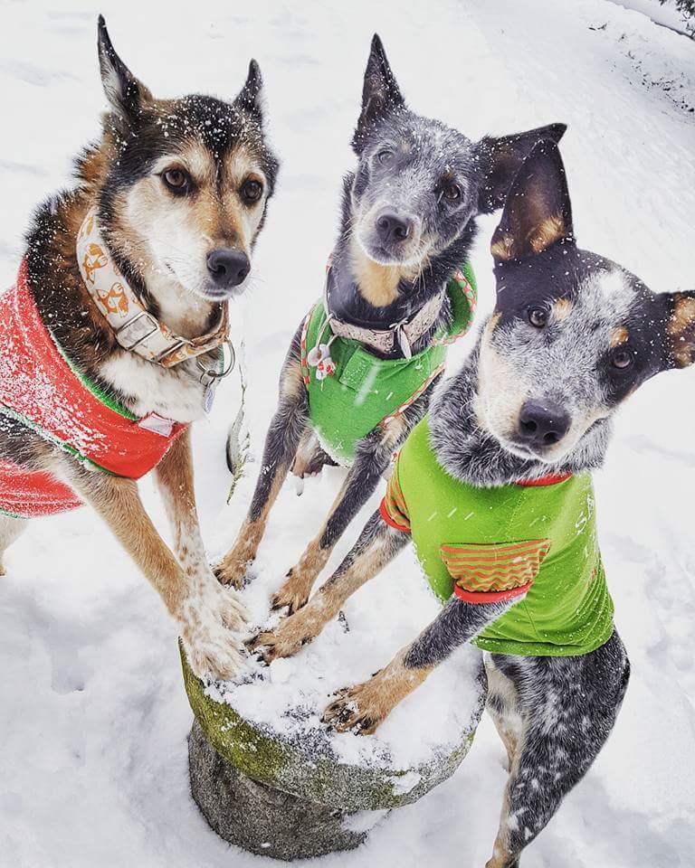 Rose Rucker (@CattleDog_Crew) | Twitter