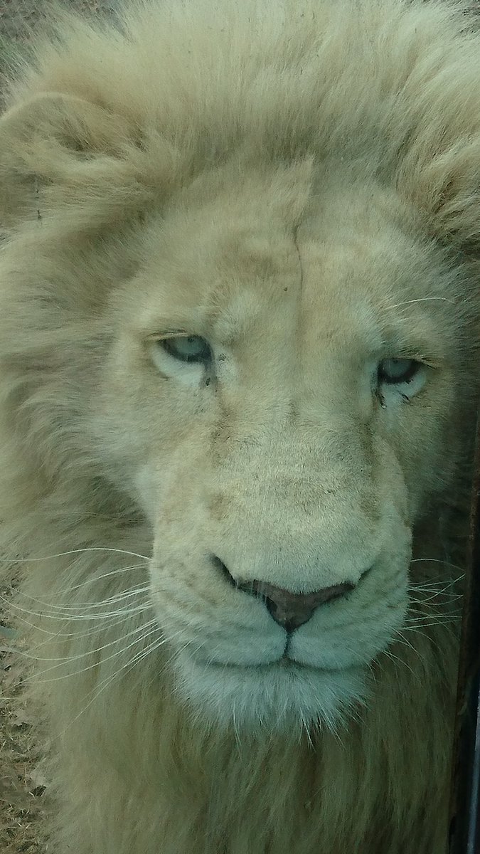 JacquePaulnyc's tweet photo. Getting close to some.big cats @tigerworld @familytravel4um @SpeedCityUSA https://t.co/Vpm0eqGCDl