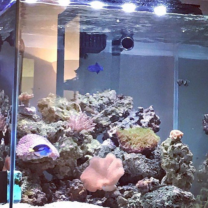 PolypLab's tweet photo. Refreshing not to see the blues on hard 👊🏻😉👍🏻 @dibifranko #polyplab
.
.
.
.
#coral #reefta… https://t.co/ipip0es9Fh https://t.co/O3Jmo3UEgF