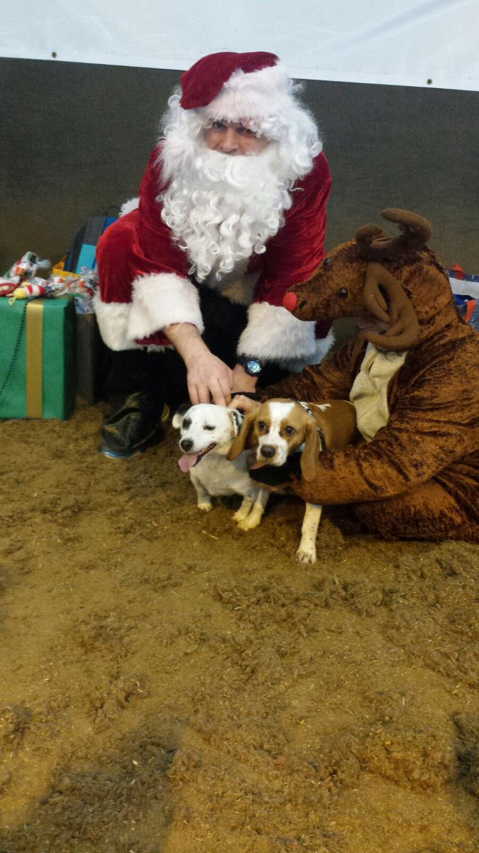 Graypup's tweet photo. I saw santa paws with my brofur today. I am kinda scared of the big dog with a red nose 🙈 I asked for squirrels and more noms #SantaPaws https://t.co/EIOrOUKgSJ